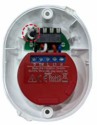 Shelly Button 1 - fig 11