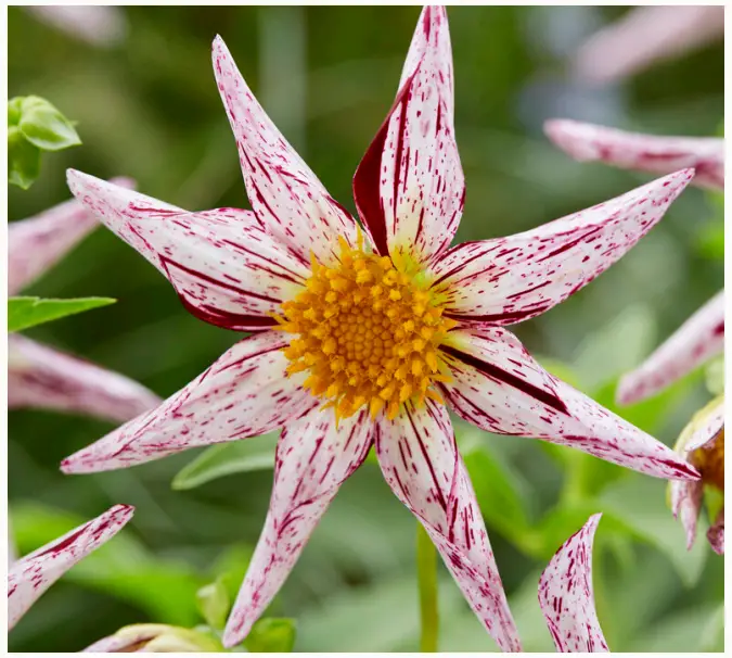 VAN ZYVERDEN 84503 Dahlia Destiny’s Teacher