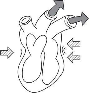 Fluctuation of Blood Pressure