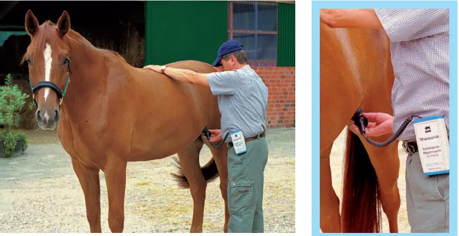 Rheintechnik-4032500-HK-Pregnancy-Tester-for-Horses-FIG-1
