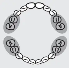 Panasonic EW-DS32 Battery-Powered Toothbrush I - Outer side of molars