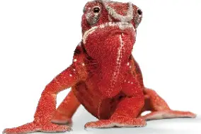 ELATEC TWN4 Palon Square M LF HF - DRAGON