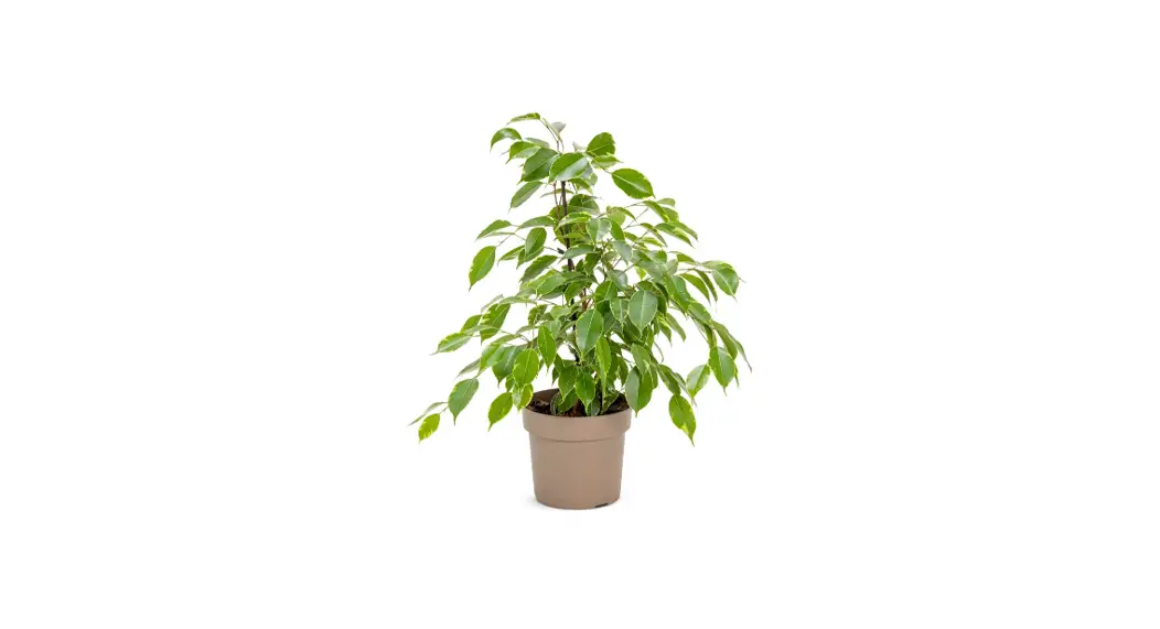 Proven Winners Ficprl0105105 Cling-on Ficus Benjamina Golden King User Guide