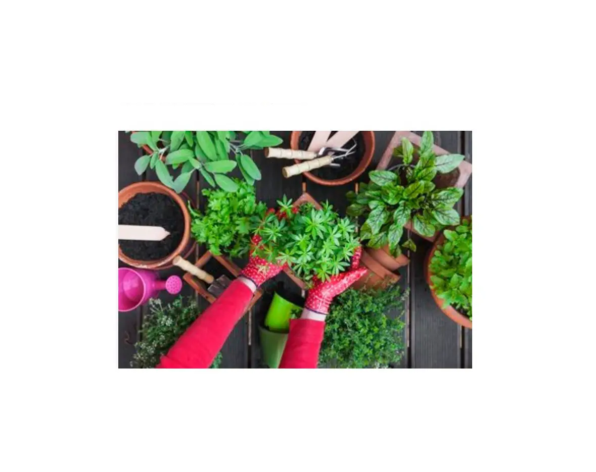 Pure Beauty Farms Potted Herbs User Manual Pure Beauty Farms Potted Herbs User Manual