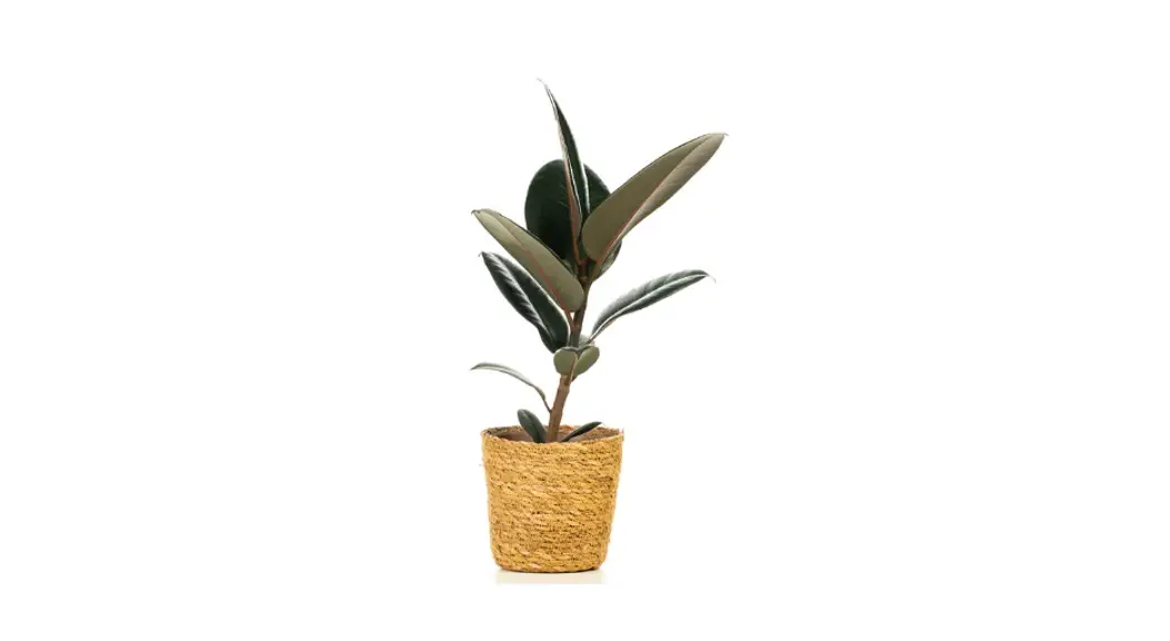 Proven Winners Ficprl0125105 5 Inch Leafjoy Chroma Ficus Abidjan Instructions