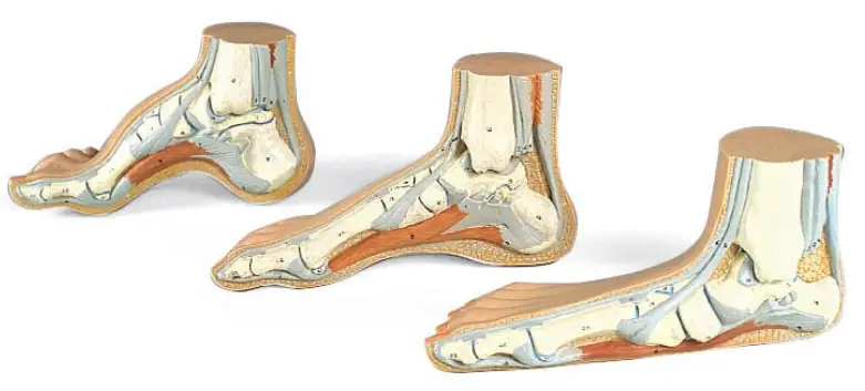 3B M30 Normal Foot fig (2)