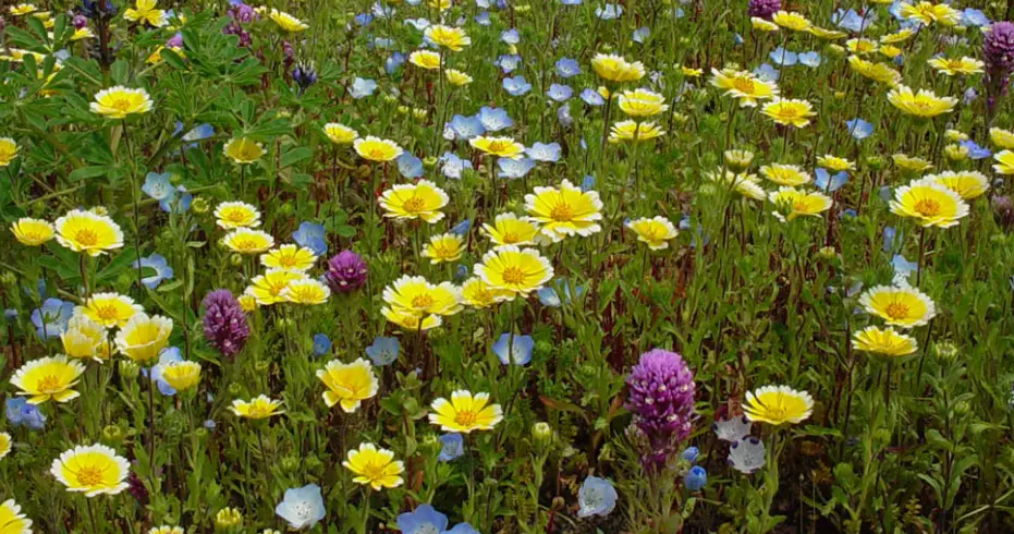 Peaceful Valley California Low-growing Native Wildflower Instructions Peaceful Valley California Low-growing Native Wildflower Instructions