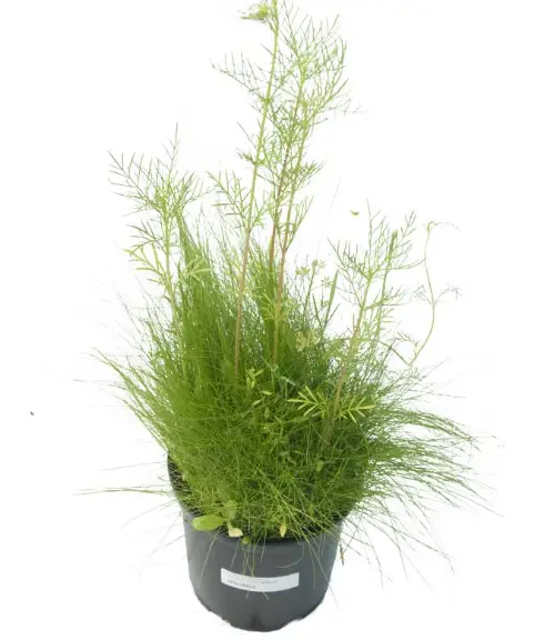 Peaceful-Valley-California-Low-Growing-Native-Wildflower-product-image