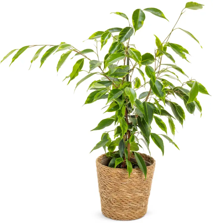 PROVEN WINNERS FICPRL0065107 7-Inch Leafjoy Cling-On Ficus Benjamina Anastasia Weeping Fig Live Plant Seagrass Container