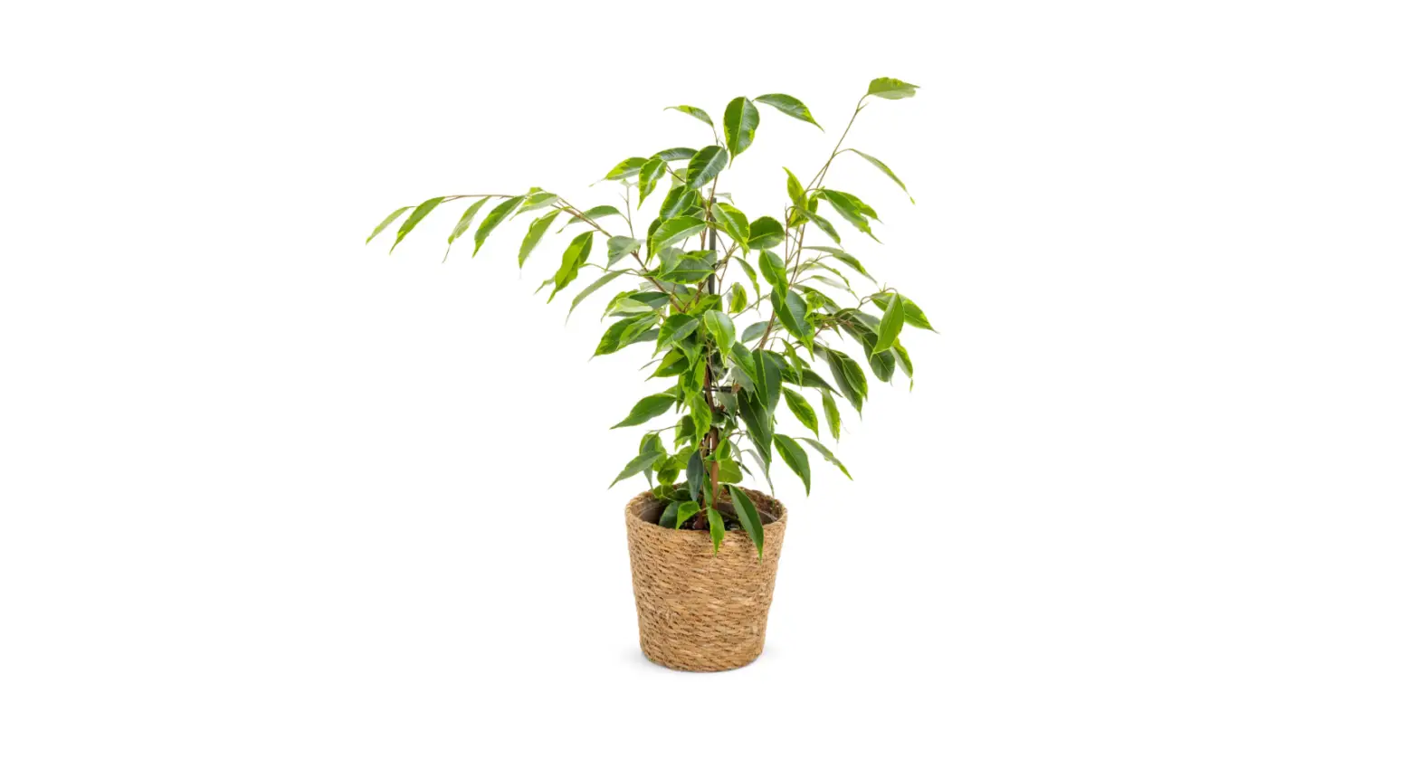 Proven Winners Ficprl0065107 7-inch Leafjoy Cling-on Ficus Benjamina Anastasia Weeping Fig Live Plant Seagrass Container User Manual