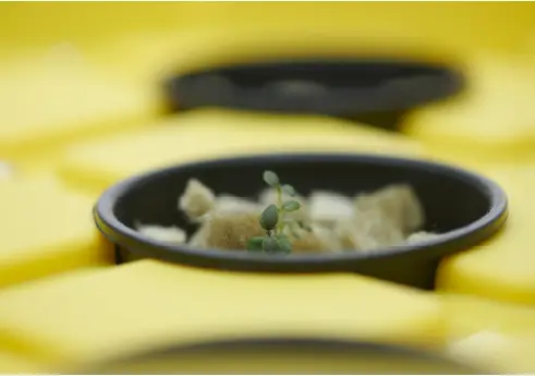 SucSEED-Grow-Garden-Kit-fig-14