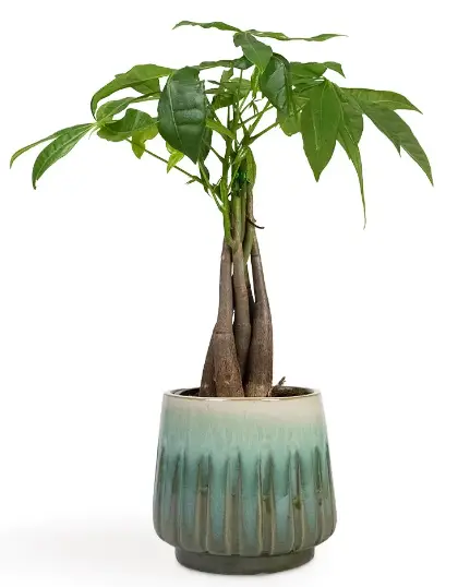 LiveTrends-Money-Tree-Plant-Care-Tips-PRODUCT-IMG