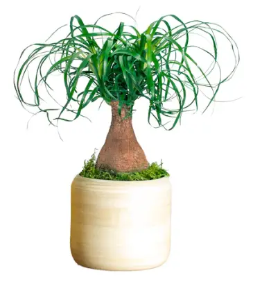 LiveTrends-Ponytail-Palm-Plant-Care-Tips-Instructions-PRODACT-IMG