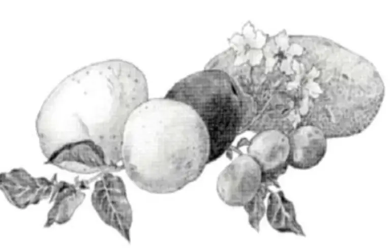 Renee's-Garden-Seed-Potato-Growing-product-image