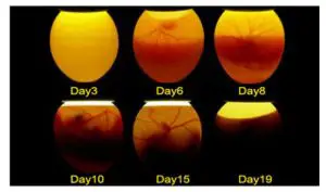 kogan PPEGGINCB9A Digital Egg Incubator-incubation process