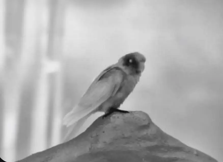 Guide sensmart TN430 TN Normae Series Handheld Thermal Imaging Binoculars - FIg