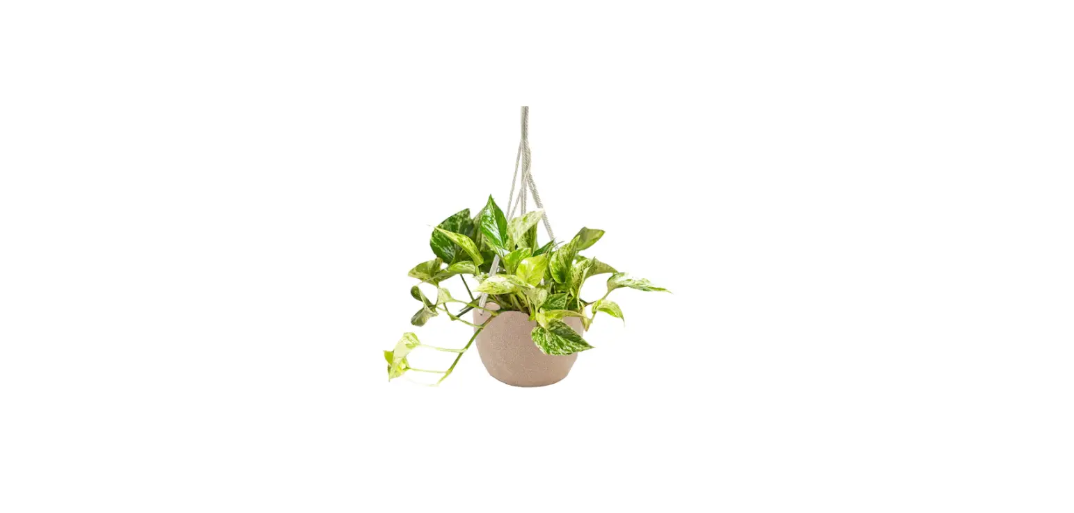 Livetrends Marble Queen Pothos Plant Care Instructions