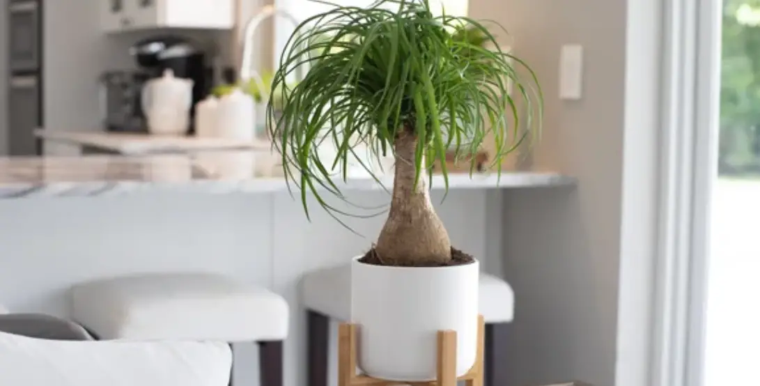 Costa Farms L-mar-p-was-01-lw 10 Inch Planter Owner's Manual