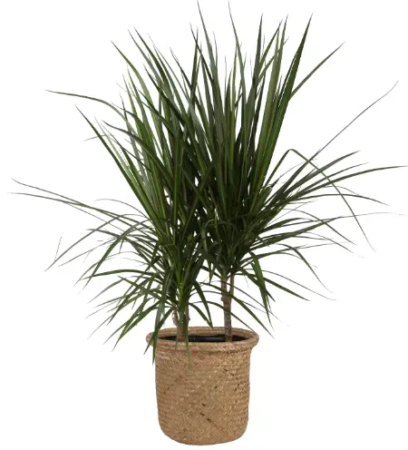 Costa Farms L-MAR-P-WAS-01-LW 10 Inch Planter-product-image