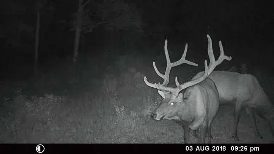 RED LEAF RD1019WF Wifi Trail Camera fig 2