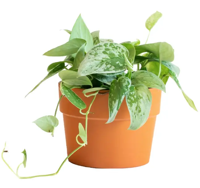 LiveTrends-Silver-Philo-Plant-Care-product