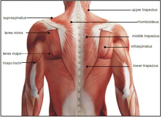 INNOTECK-DS-7203-Micro-Massager-fig- (7)