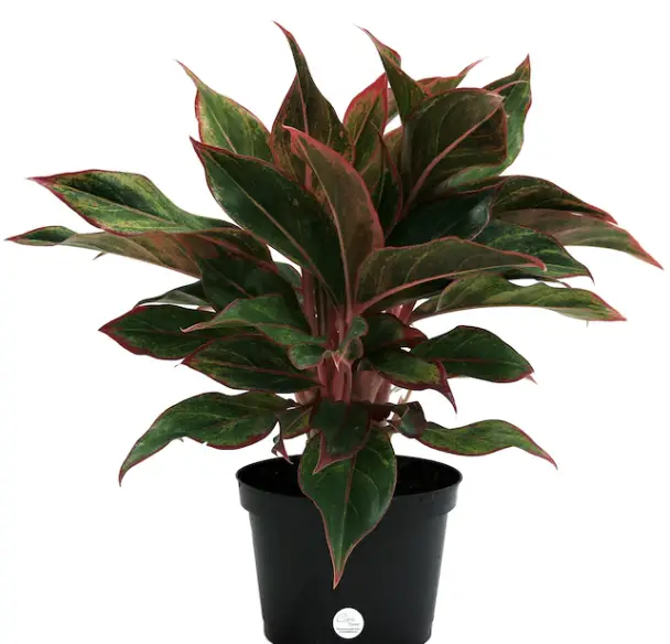 Costa Farms M-AGL-G-POT-01-LW Planter