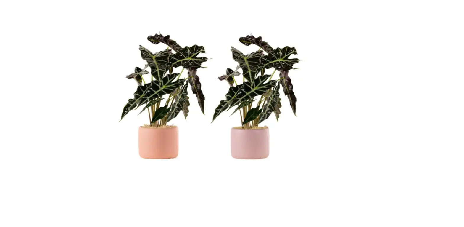 Livetrends Elephant Ear Plant Care Instructions