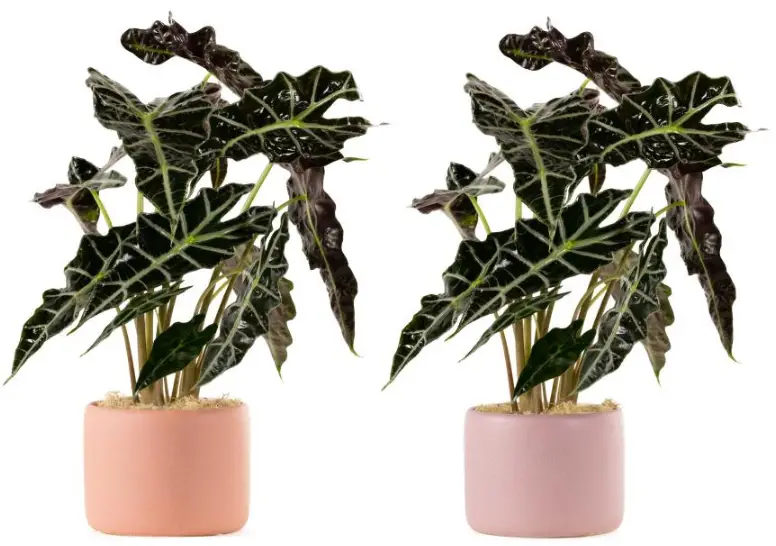 LiveTrends-Elephant-Ear-Plant-Care-PRODUCT