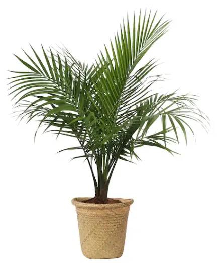 Costa Farms L-MAJ-P-WAS-01-LW 10-Inch Planter