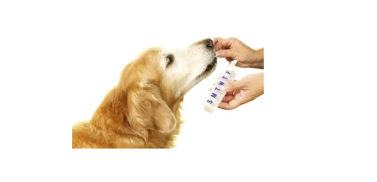 Bita-international How To Give Your Pet Liquid Medication Instructions