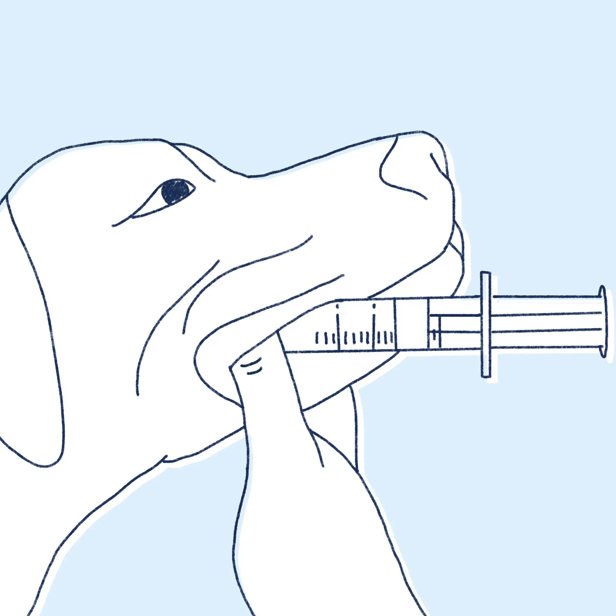 Bita-International How to Give Your Pet Liquid Medication fig6