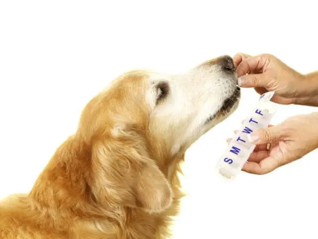 Bita-International How to Give Your Pet Liquid Medication image