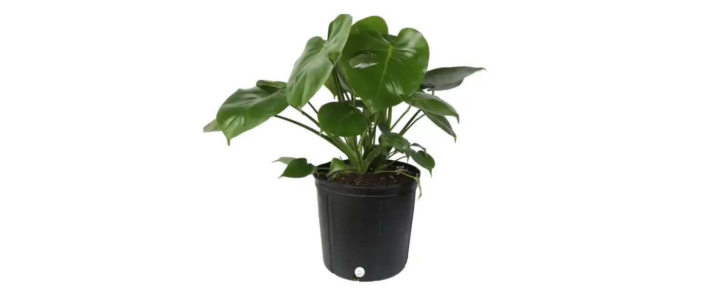 Costa Farms L-mon-g-pot-01-lw House Plants Owner's Manual