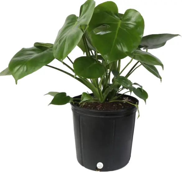 Costa Farms L-MON-G-POT-01-LW House Plants-fig1