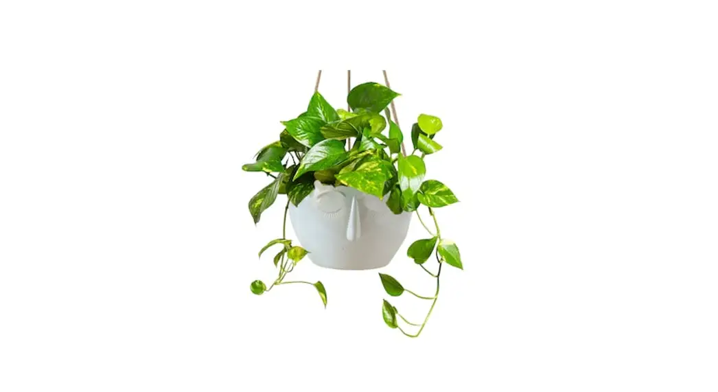 Livetrends Golden Pothos Plant Care Instructions
