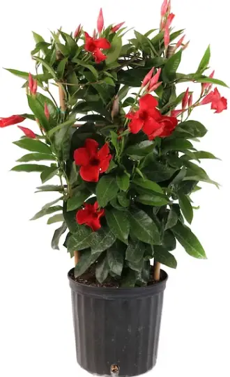 Costa Farms L-MVG-G-POT-01-LW 10-Inch Pot-fig1