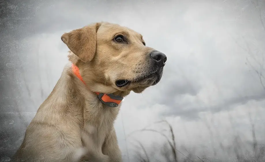 Sportdog Sporttrainer Sd-1275e Remote Trainer User Guide Sportdog Sporttrainer Sd-1275e Remote Trainer User Guide