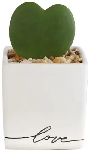 Costa-Farms-T-HOY-P-LVB-01-LW-2.5-Inch-Pot