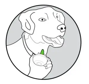 eXtreme DOG FENCE GE G2 Dog Training Collar - DOG 1