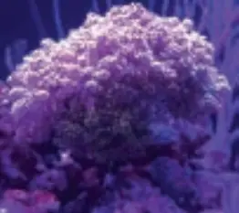 current R24 52 Watt Reef Aquarium Light Mini - Fig 10