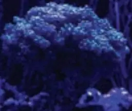 current R24 52 Watt Reef Aquarium Light Mini - Fig 11