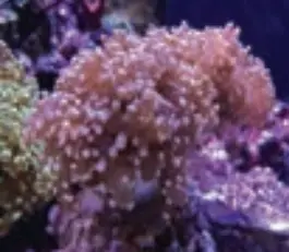 current R24 52 Watt Reef Aquarium Light Mini - Fig 9