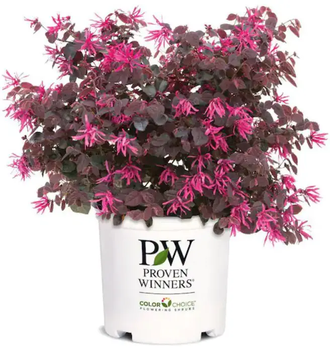 PROVEN WINNERS 13912 Jazz Hands Pink Chinese fringe-flowe User Manual