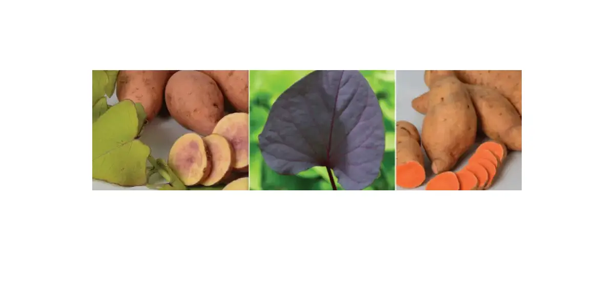 Roberta S M89793 Treasure Island Sweet Potato Vines Instructions Roberta S M89793 Treasure Island Sweet Potato Vines Instructions