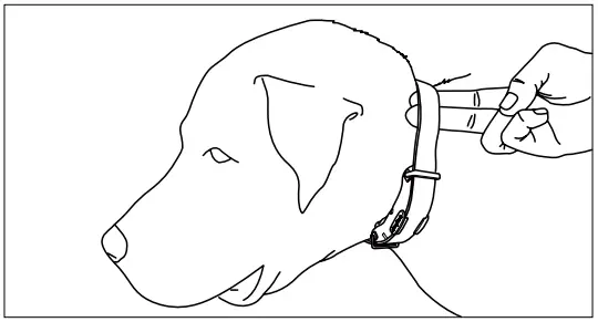 Dogtra 1900S Training Collar-dog’s skin