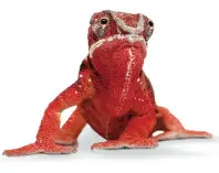 ELATEC TWN4 Multitech 3C M - icon