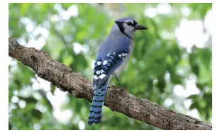 Birdwatching and wildlife