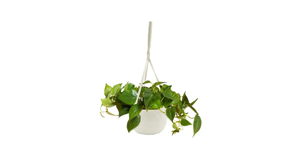 Livetrends Asb05739 Cordatum Plant In 6-in Hanging Basket User Manual