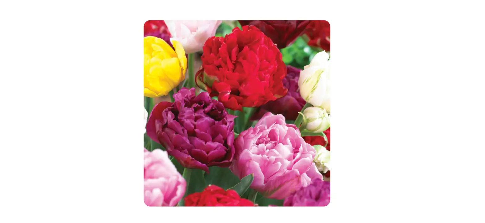 Gsb Ecf-26-250 Tulip Double Mixed Instruction Manual